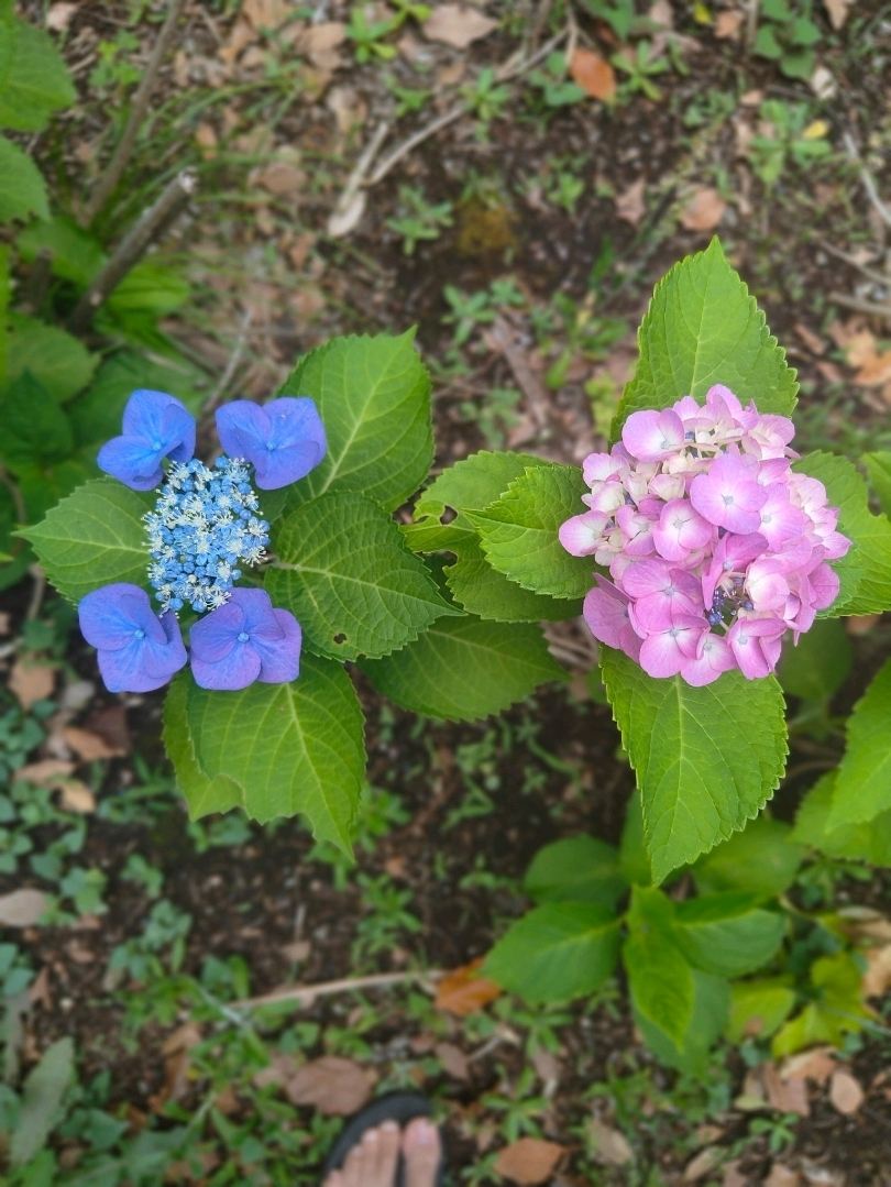 上野公園の夢のような紫陽花ワンダーランド 。 | Trip.com 東京