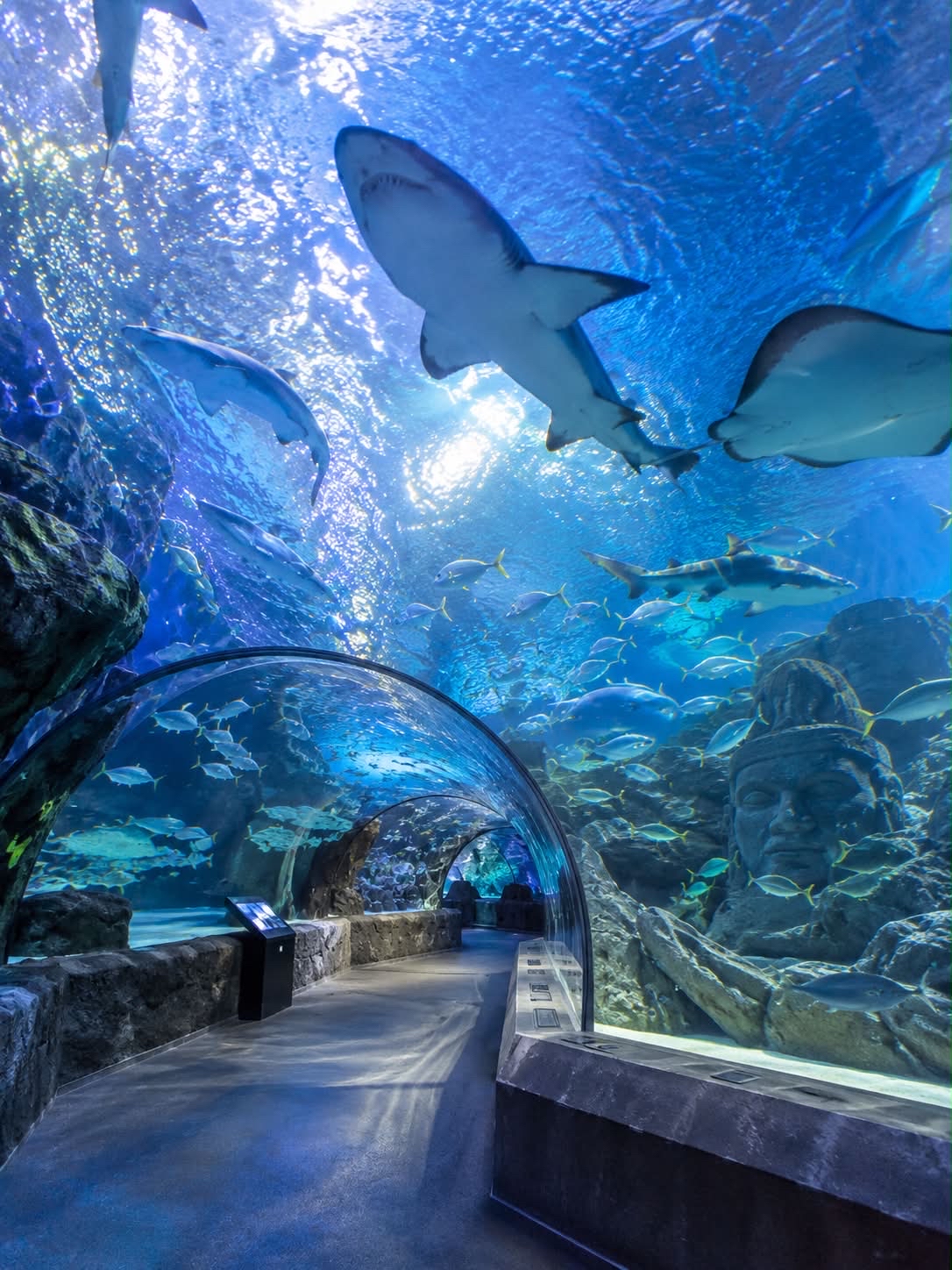 SEA LIFE Bangkok Ocean World (ซีไลฟ์ แบงคอก โอเชียน เวิลด์)