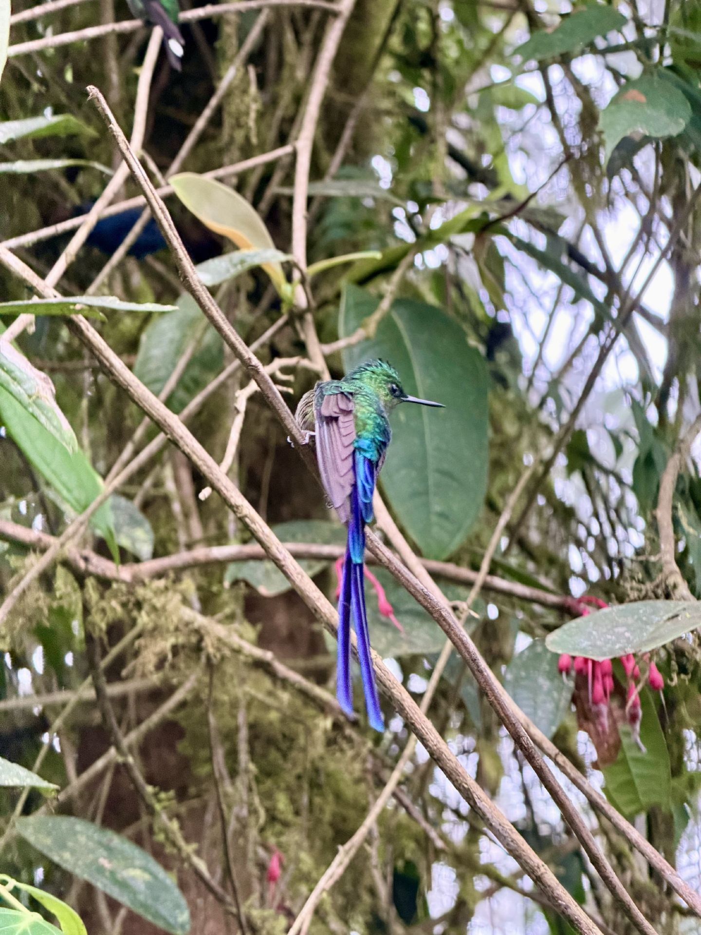 Get Up Close with Magical Hummingbirds in Ecuador’s Cloud Forest 🦚
