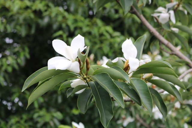 🌸 Discovering Huakai Ecological Park