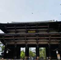 【奈良県🇯🇵東大寺】迫力が凄すぎた‼️見どころ満載の東大寺
