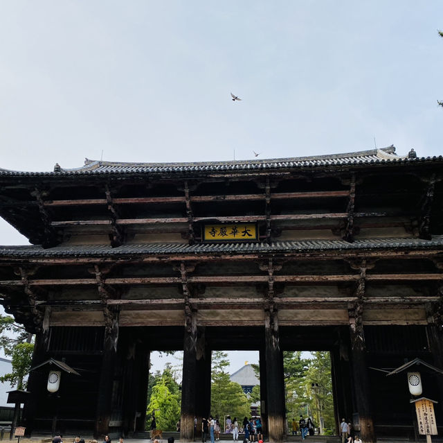 【奈良県🇯🇵東大寺】迫力が凄すぎた‼️見どころ満載の東大寺