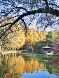 秋日絮語——共青森林公園銀杏漫步記