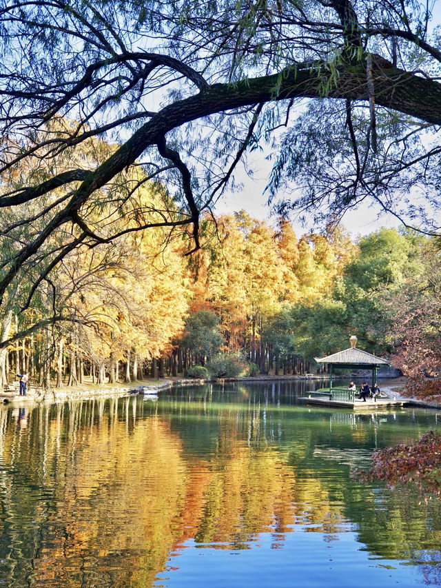 秋日絮語——共青森林公園銀杏漫步記