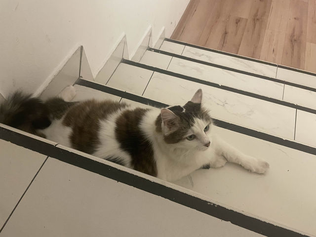 【ハンガリー🇭🇺】中心地に位置する猫カフェ🐈🐾 in Budapest