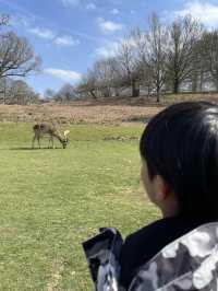 英國賞鹿公園 ｜諾爾莊園