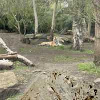 아일랜드 더블린 동물원, Dublin Zoo