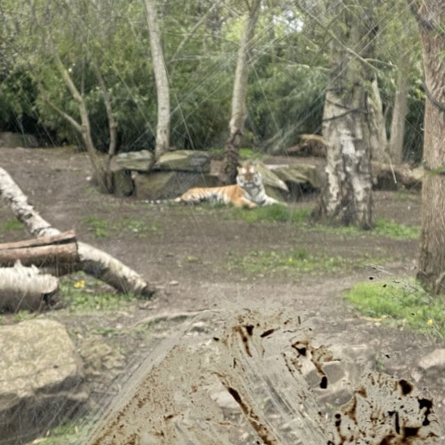 아일랜드 더블린 동물원, Dublin Zoo