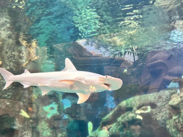 Shark Reef Aquarium at Mandalay Bay 🇺🇸