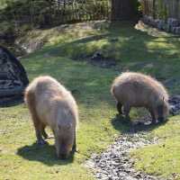 Tierpark… Local Zoo Greifswald Germany