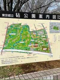 東京《都立砧公園》🌸激罕🌸超大櫻花樹🌸