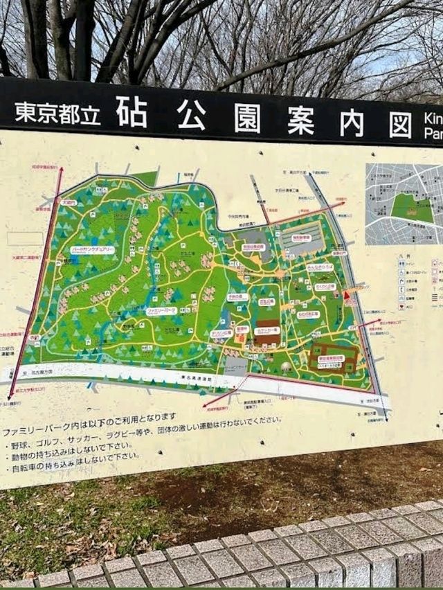 東京《都立砧公園》🌸激罕🌸超大櫻花樹🌸