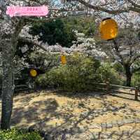 Cherry blossoms in Japan 🇯🇵