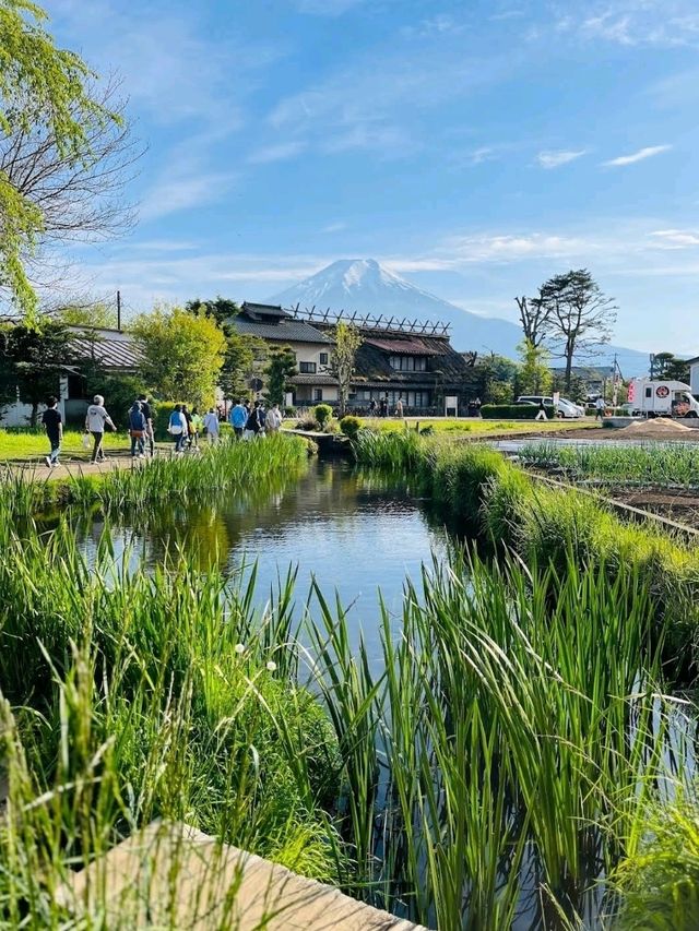 🌸忍野八海🌸環境優美的小村莊🌸