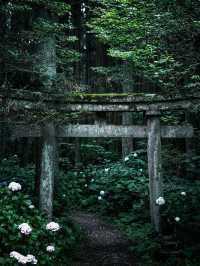미야기현: 자연의 아름다움과 고대 문화 🌲🏯