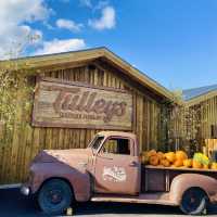 Pumpkin Patch: A Festive Fall Celebration