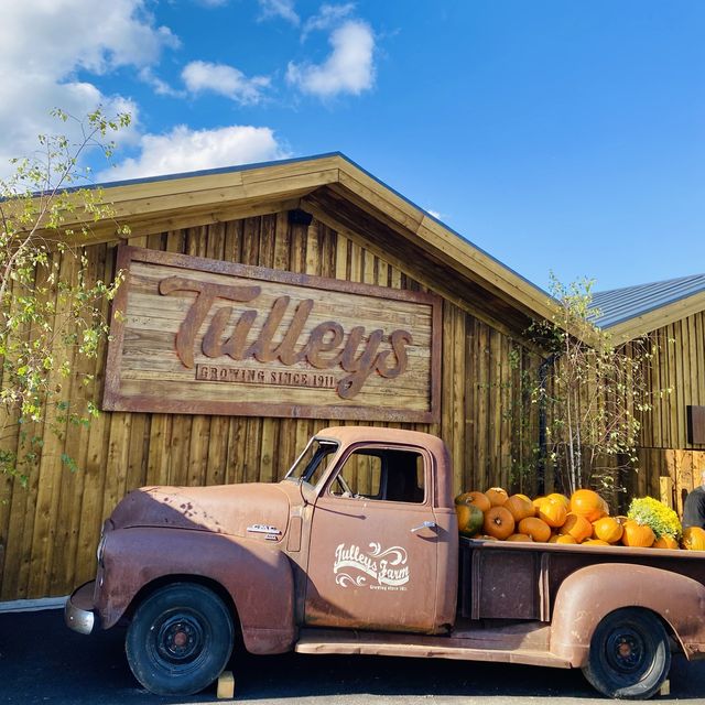 Pumpkin Patch: A Festive Fall Celebration