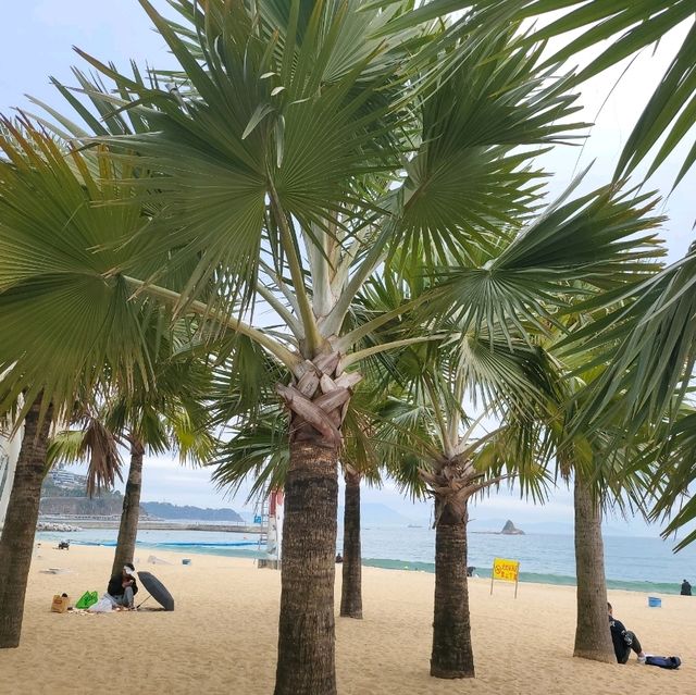 🌴🌊 Escape to Paradise at Dameisha Beach, Shenzhen! 🇨🇳