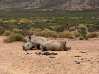 Aquila Game Reserve Safari