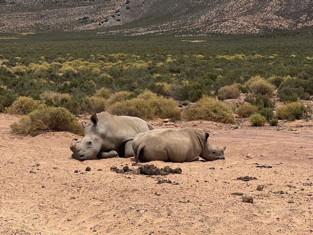 Aquila Game Reserve Safari