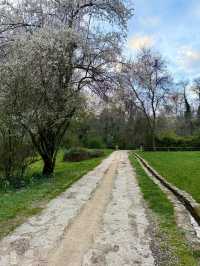 The Trees Move Slowly