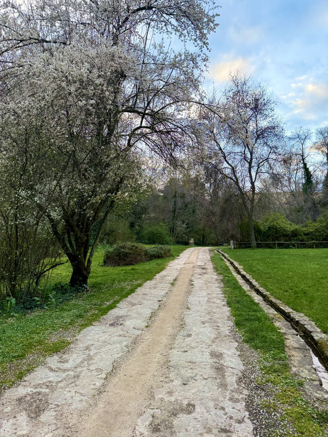 The Trees Move Slowly