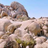 🌵 Getting Around Joshua Tree National Park: Transportation Tips You Need