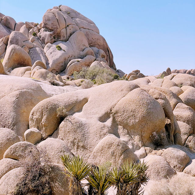 🌵 Getting Around Joshua Tree National Park: Transportation Tips You Need