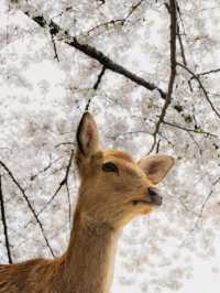🌸 Nara Park: Where Nature, History & Sacred Deer Meet 🇯🇵✨