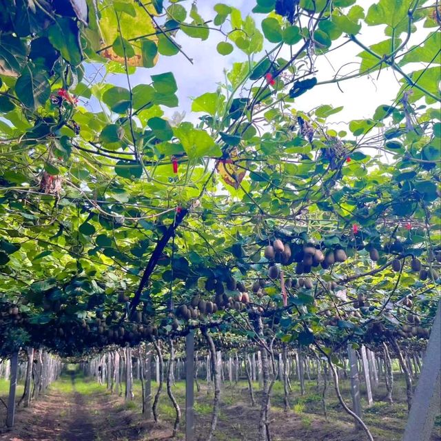 Harvesting Kiwis in Fengyu Village, Shaanxi 🍃🥝🐓