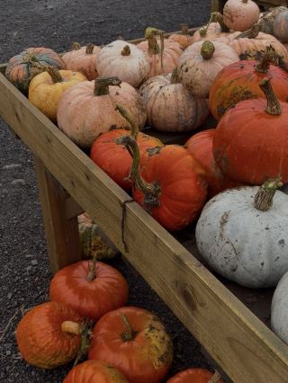Looking for a pumpkin patch in Cardiff? 