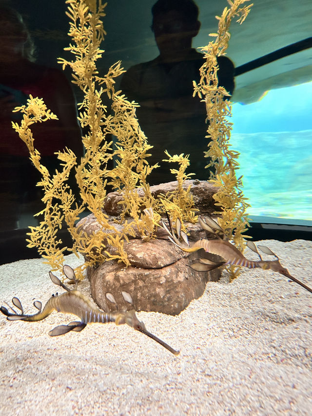 🌊 里斯本海洋博物館遊記