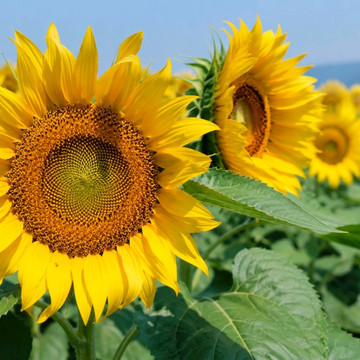 ひまわり 🌻 7月：日本のひまわりの季節 | Trip.com 大阪