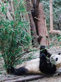 Giant Pandas in Chengdu! 🐼 