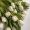 Evangeline_7_Nightshade_91