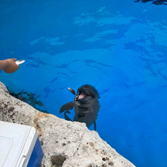 珠海長隆海洋王國之遊樂項目