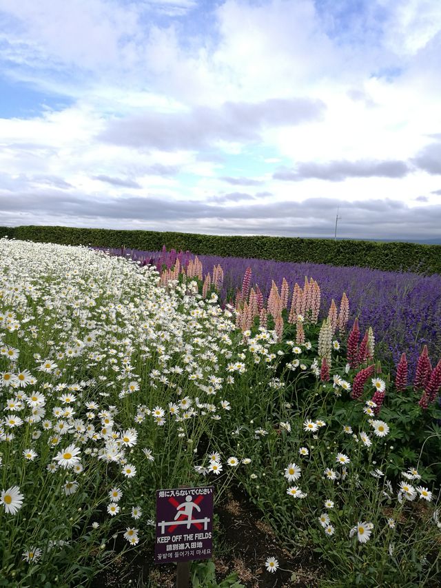 This spring, I miss Hokkaido immensely.