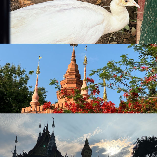 A trip to Xishuangbanna