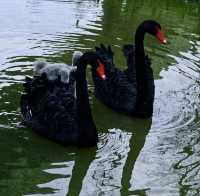 Shangrao City | Healing Swan Lake