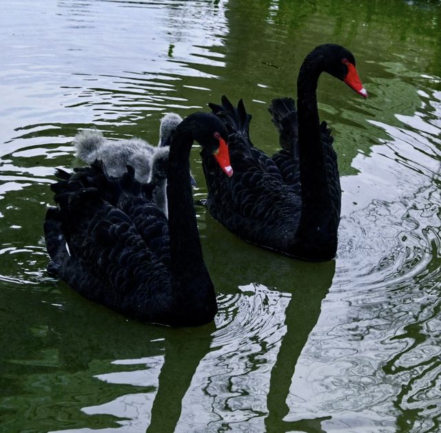 Shangrao City | Healing Swan Lake