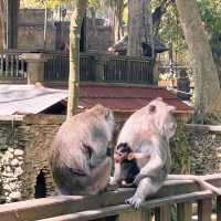 Bali's Cheeky Residents @Monkey Forest