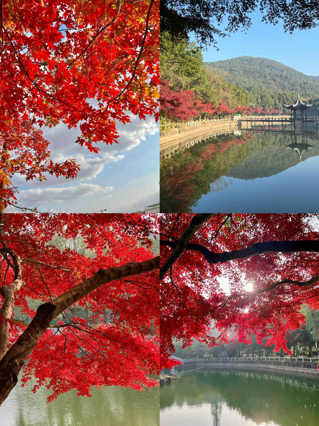 以為天平山楓葉很絕了，直到來到了這裡！