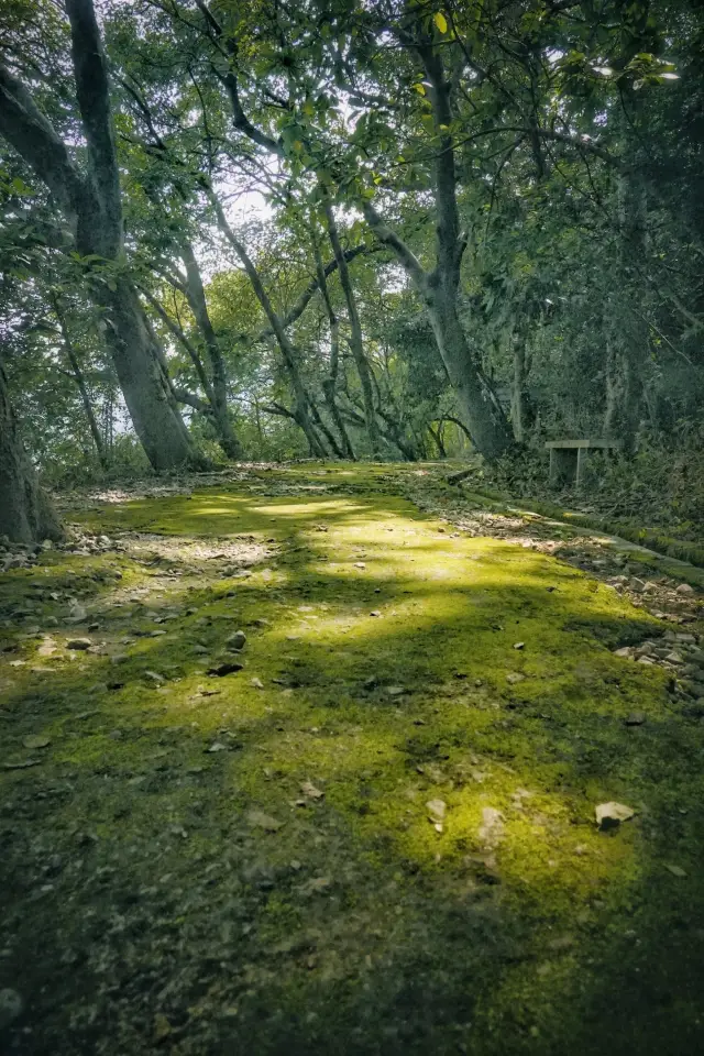 Lingyang Gorge Ancient Plank Road Forest Park: A vibrant comprehensive park