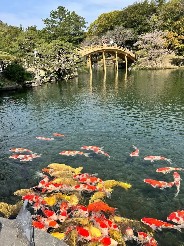 🎈고마츠 리츠린 공원, 소수의 관광객이 찾는 재미있는 장소로, 여기는 관광객이 적고 호텔 가격이 저렴하며 현지 주민들이 소박하고 친절하여 아주 좋은 여행지입니다