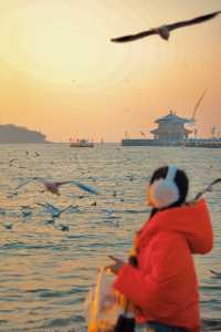 冬季來青島最浪漫的小事：看一場棧橋海鷗日出
