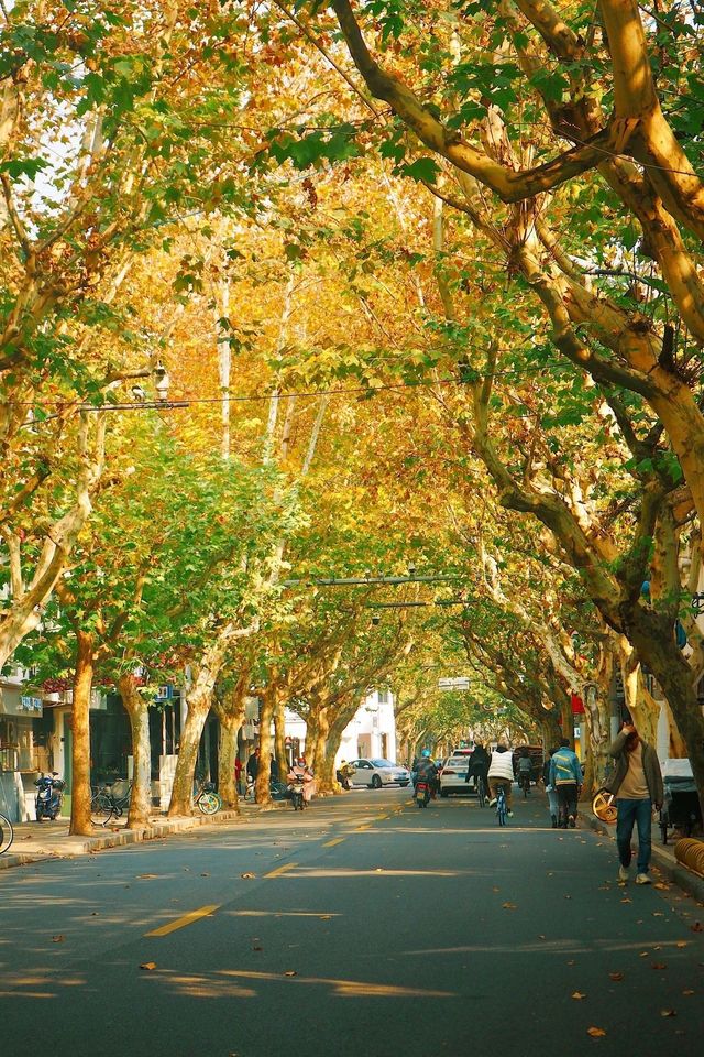 上海秋天浪漫，都藏在條賞梧桐樹街道