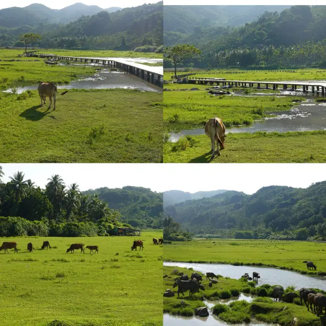 Wanning is not only about the sea, but also has super fresh pastures