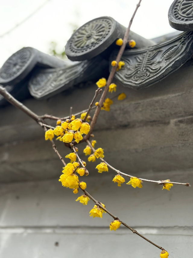 暗香湧動，迎接新春——新年一起賞花啦！