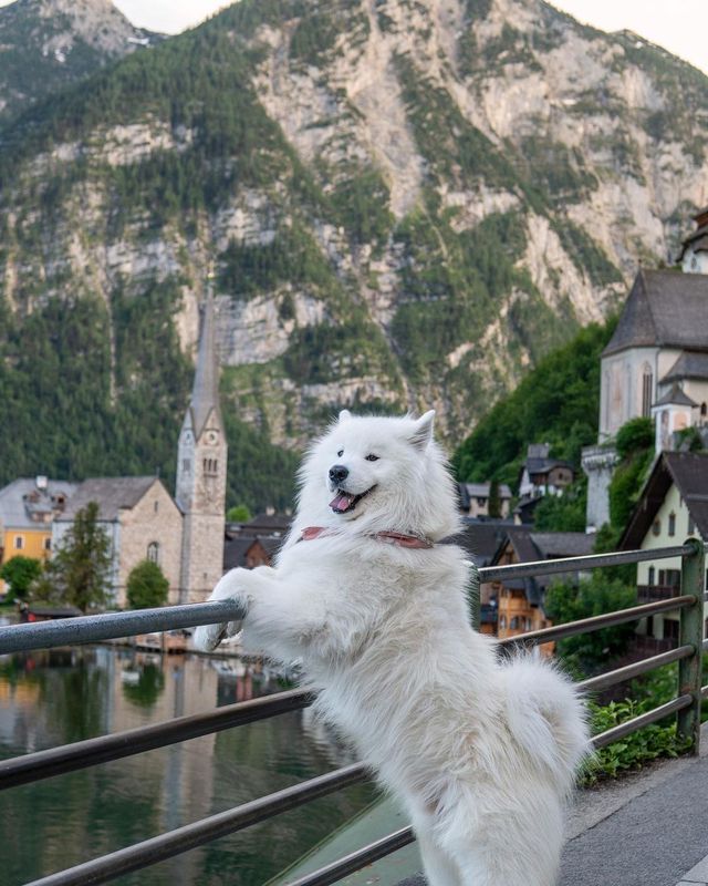 🐐😜 Get ready for some mountain adventure with this little goat! Happy Friyay! 🏞️🇩🇪