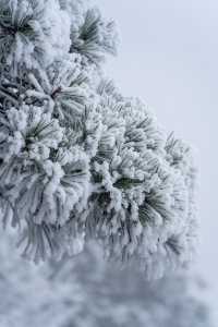 南方小土豆，被武功山雪景美翻